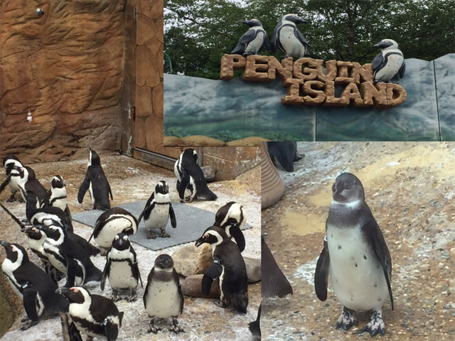 Penguin Island