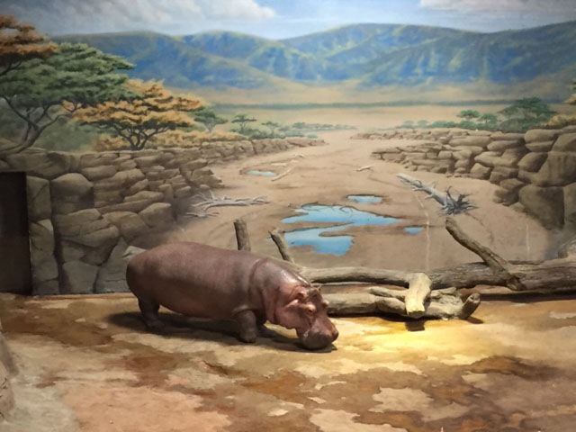 River Hippo