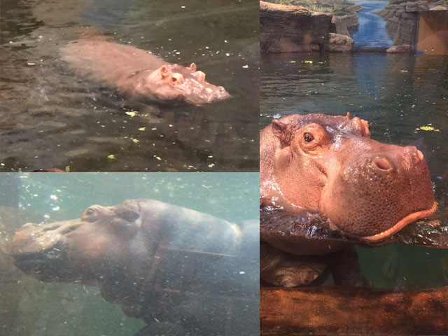 Water Hippos