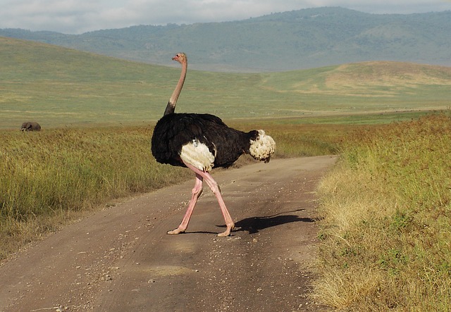 ostrich