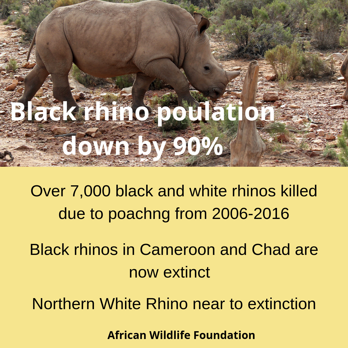 numbers showing endangered rhinoceros