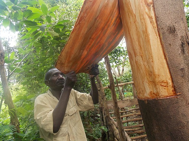 Stripping bark cloth from Mutuba tree