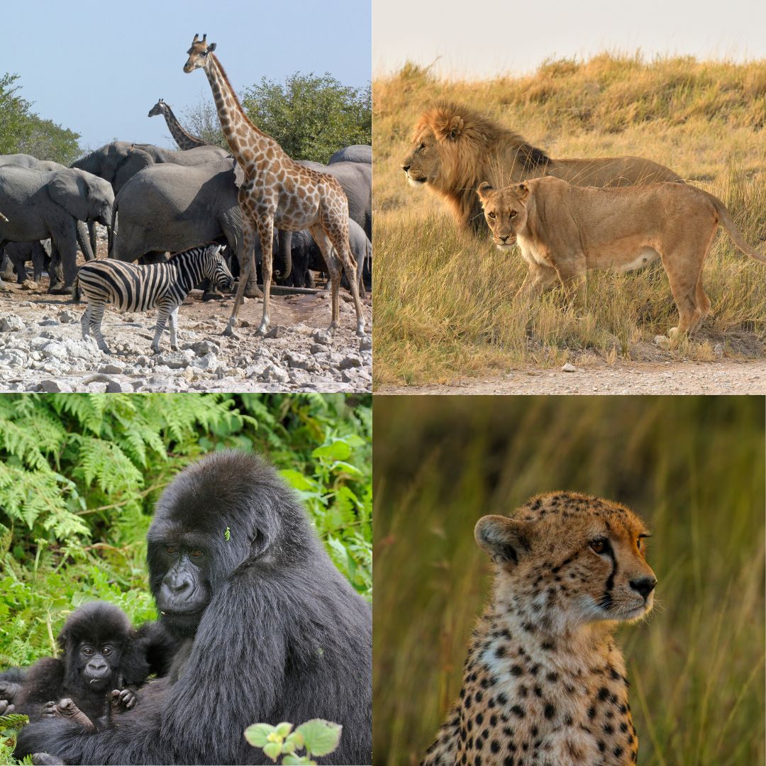 African elephant, giraffe, lion, gorilla, cheetah