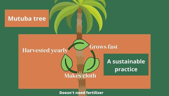 How the Mutuba tree is eco-friendly