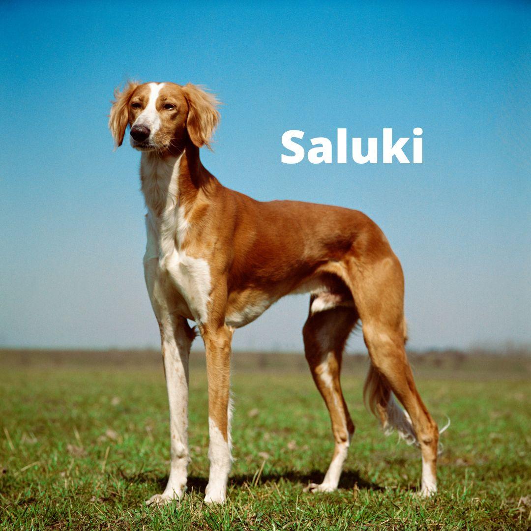 Saluki dog