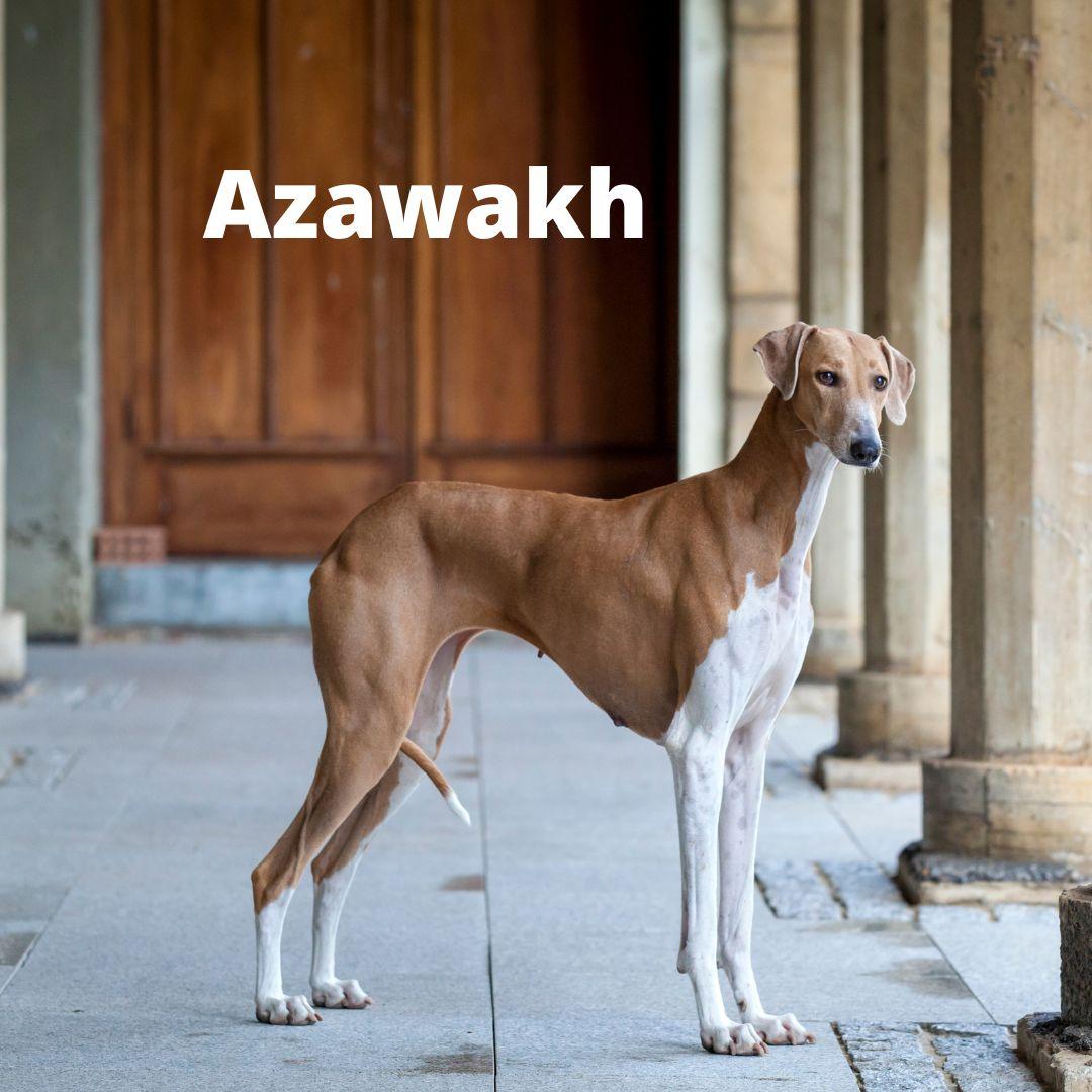 Azawakh dog