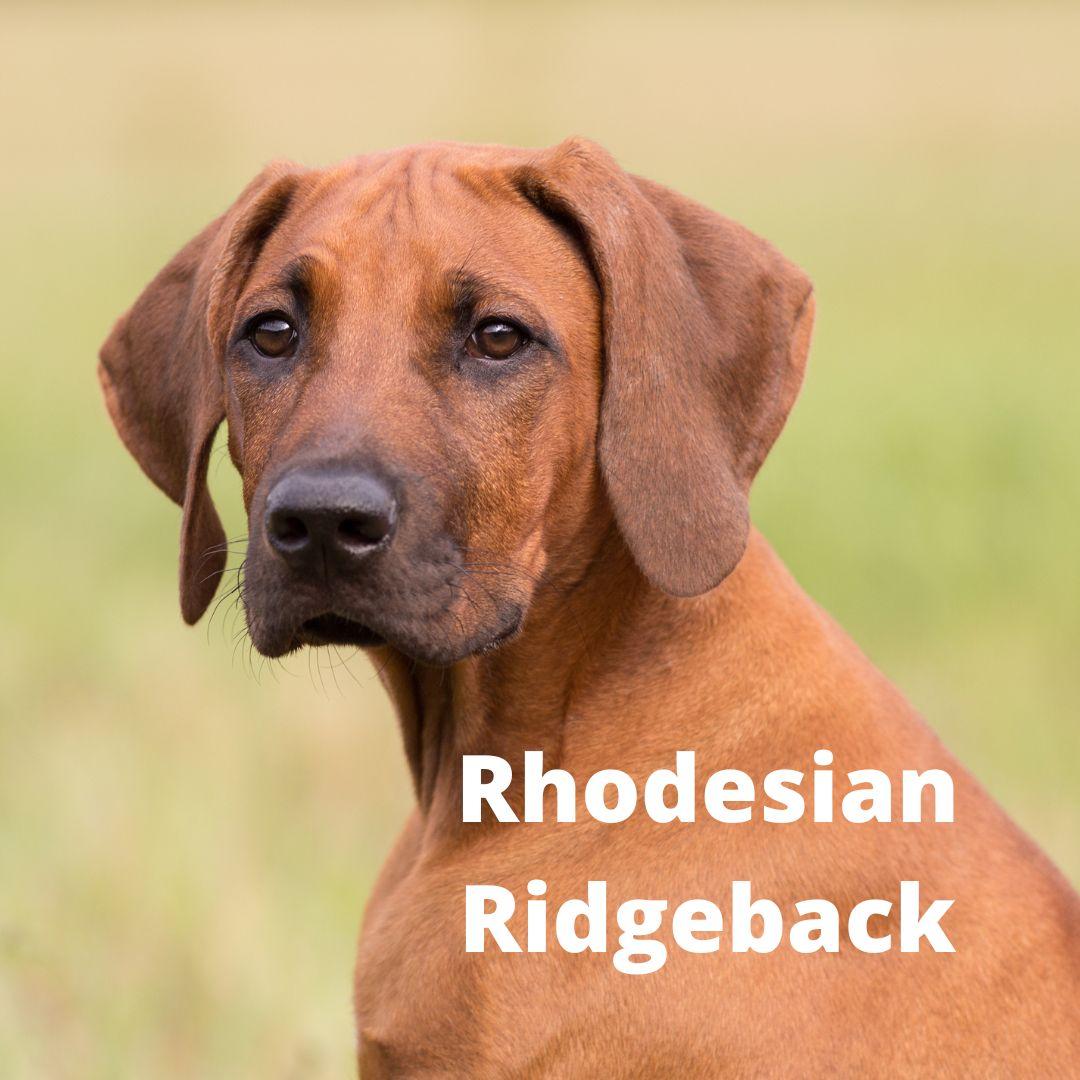 Rhodesian Ridgeback dog