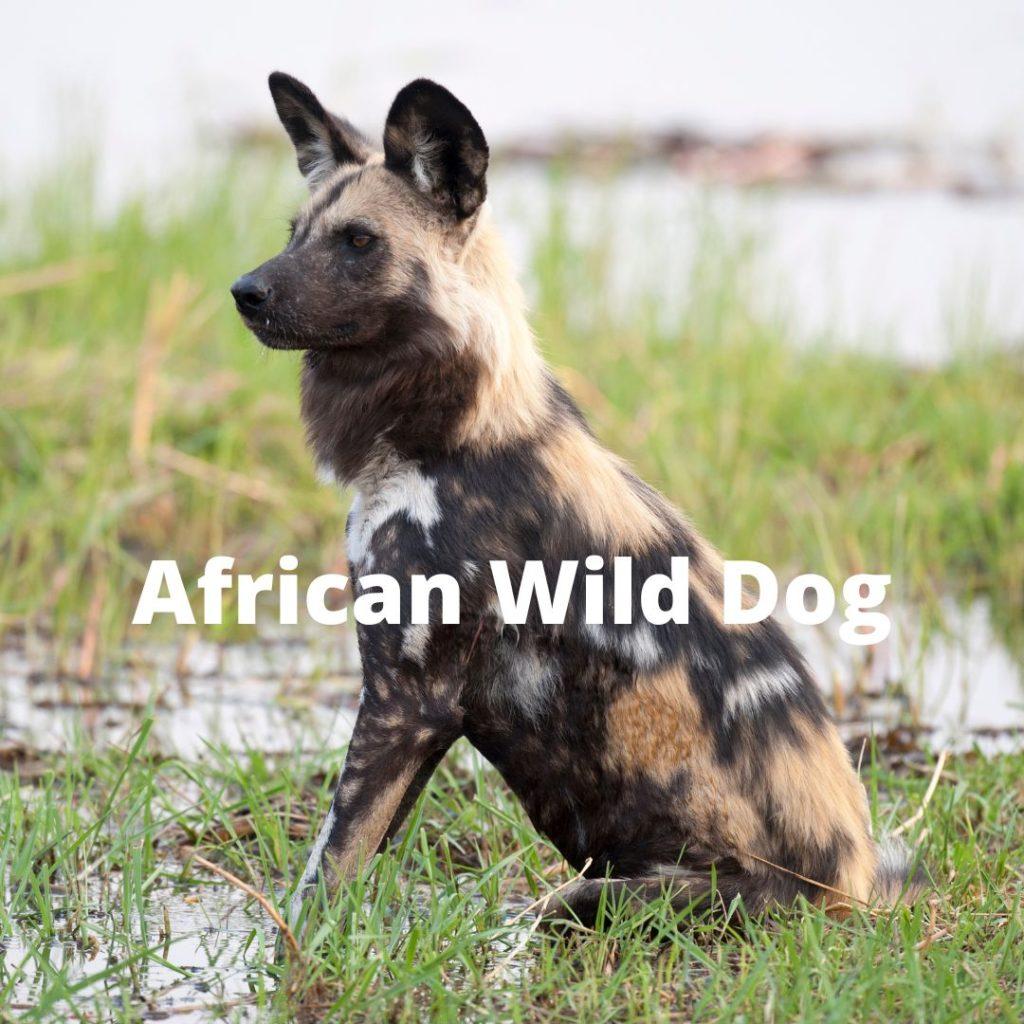 African Wild Dog