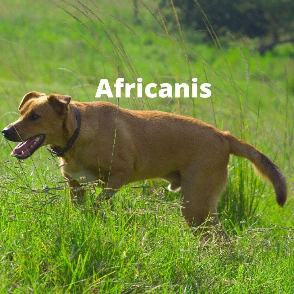 Africanis dog